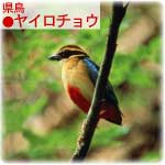 県鳥ヤイロチョウ 県鳥ヤイロチョウ