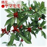 県花ヤマモモ 県花ヤマモモ