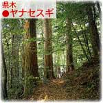 県木ヤナセスギ 県木ヤナセスギ