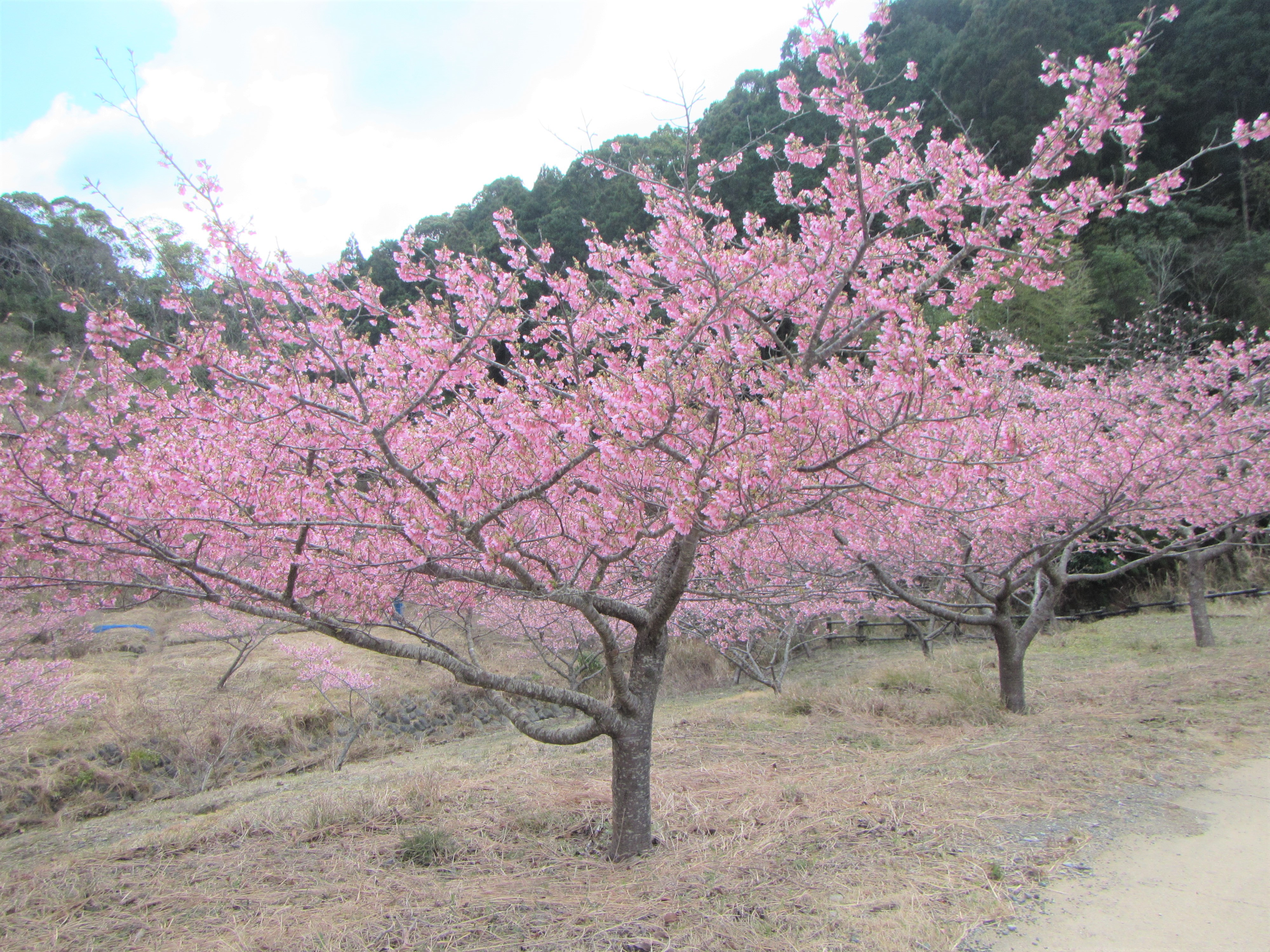 室戸広域公園　桜の開花状況